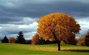 Integrated in adobe apps · curated by experts · editorial images Tree Background Images Wallpaper Cave