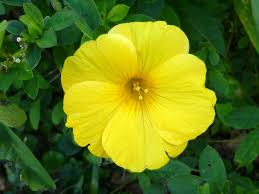 Image result for Reinwardtia indica