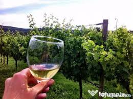 Bunica punea cuisoare la compotul de struguri si va asigur ca. Vin Nobil Cramposie Selectionata 8 Lei Lajumate Ro