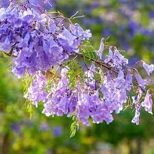 We have a week long festival where everyone just goes purple. Jacaranda Trees For Sale Fastgrowingtrees Com