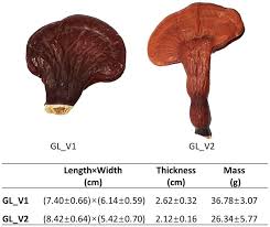 Image result for Ganoderma lucidum