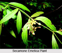 Image result for Secamone