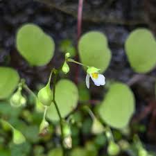Image result for Utricularia striatula