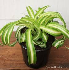 Image result for Chlorophytum silvaticum
