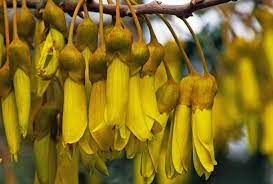 New zealand has a myriad of interesting native plants and flowers to share, but the kōwhai is quite special. Kowhai New Zealand S National Flower Mpp26 Blipfoto