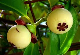 Pin On Fruits