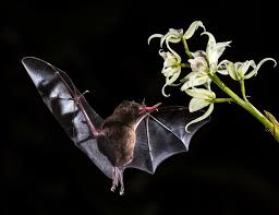 Many other species such as reptiles and some fish also give live birth. All About The Bats And The Birds