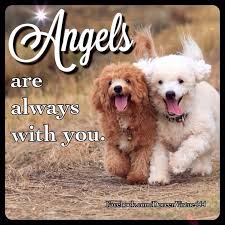 Pin De Carolina Rios Silva En Angels Mascotas Gracioso Animales