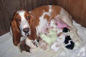 If you are unable to find your basset hound puppy in our puppy for sale or dog for sale sections, please consider looking thru thousands of basset hound dogs for adoption. Basset Hound Puppies Akc For Sale In Katy Texas Classified Americanlisted Com