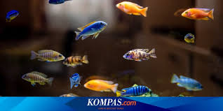 Tidak bisa dipungkiri, ikan mas koki ini memang menjadi ikan yang sudah lumrah dijadikan sebagai ikan hias di dalam aquarium kebanakan orang. 7 Tips Merawat Ikan Hias Ala Akademisi Ipb Halaman All Kompas Com