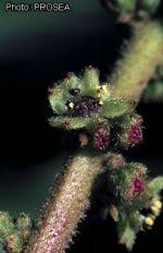 Image result for Brucea antidysenterica