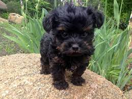 Black and tan yorkie poo. Yorkiepoo Yorkshire Terrier Poodle Mix Info Temperament Puppies Pictures