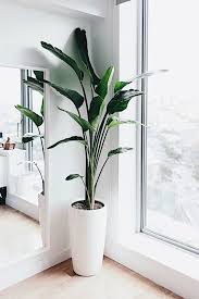 Eco Style Details Zhurnal Yarmarki Masterov In 2020 Plant Decor Indoor Tall Indoor Plants House Plants Indoor