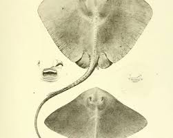 Image result for Rawsonia burtt-davyi