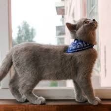 Cat Collar With Neckerchief Scarf Bandana Uk Seller Ebay
