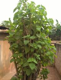 Image result for Tetradenia tanganyikae