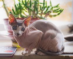 Our clients are a treasure for us and we love to hear from them. 8 Different Sphynx Cat Colors With Pictures Excited Cats