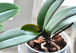 Use pruning shears or a razor for cutting and trimming. My Orchids Care Tips And Saving Sick Orchids Rags To Couture