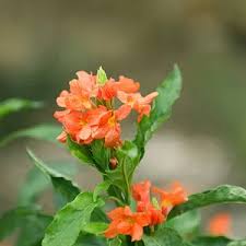 Image result for Crossandra infundibuliformis