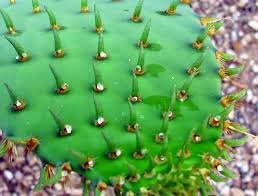 Today, most cactus water comes from this fruit, particularly the fruit of the prickly pear cactus. Cactus Gum Purifies Water Cheaply And Effectively