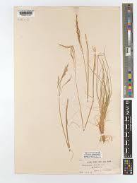 Image result for Avenella