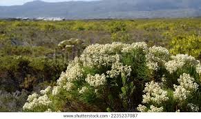 Image result for Phylica