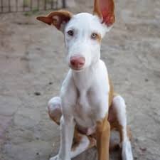 Want to buy a puppy? Ibizan Hounds Dog Breed Info Photos Common Names And More Embarkvet