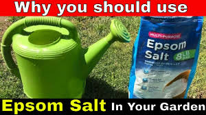 Check spelling or type a new query. Why You Should Use Epsom Salt In Your Garden And How Youtube