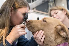 Maybe you would like to learn more about one of these? Blue Door Vet Home Blue Door Vet Mobile Vet Practice Portland
