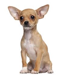The Long Haired Chihuahua Will Need Regular Grooming Twice A Week To Keep The Coat Looking Good With A Soft Texture Chihuahua Puppies Cute Chihuahua Chihuahua