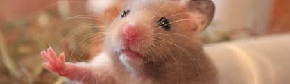 emergency of sick hamster what to do ?