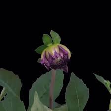 Timelapse Of A Flower Blooming This Is Just Awesome To Watch Over And Over Again Pretty Flowers Blooming Flowers Flowers Gif