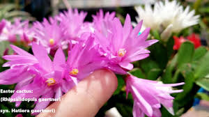 The thanksgiving cactus has flowers that face outwards and the plant comes in a wide range of colors. Easter Cactus Care Bloom Encouragement Rhipsalidopsis Hatiora Gaertneri Youtube