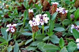 Image result for Phyla nodiflora