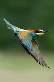 Birds That Don T Fly Well Instvnct Fly Me To The Moon Max Rinaldi Beautiful Birds Birds Colorful Birds