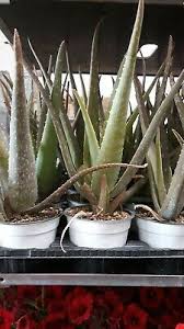 Oggi possiamo trasformarla in una fioriera per piante grasse per la nostra casa o da regalare. Cactus E Piante Grasse Vaso 5 5 Pianta Di Aloe Vera Giardino E Giardinaggio Visonic In