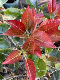 Image result for Ficus ingens