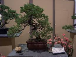 After being a fan of his for many years, i finally met him for the first time last fall and loved his nursery. Philadelphia Flower Show Bonsai 09