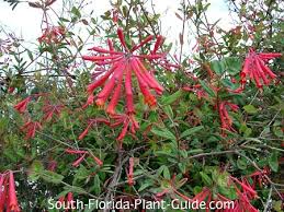 Us honeysuckle vine girls have been working hard on orders! Coral Honeysuckle
