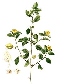 Image result for Malvastrum coromandelianum