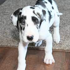 Maybe you would like to learn more about one of these? Cash Great Dane Puppy 634791 Puppyspot