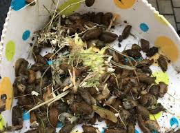 Hast du auch so viele schnecken im garten? Was Hilft Gegen Nacktschnecken Unsere Tipps Und Erfahrungen