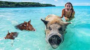 Wer „bahamas hört, denkt zu erst an traumhafte strände, kristallklares wasser, das zu jeder jahreszeit angenehm warm ist, und an ferien. Schwimmende Schweine Bahamas Vlog 15 Youtube