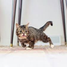 Olympic Bub Animals Beautiful Cute Animals Cats And Kittens