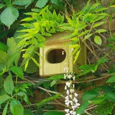 Image result for Flyte Blackbird Nest Box