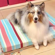Caminha Para Cachorro Grande Passo A Passo Pin Em Caminha Para Cachorro