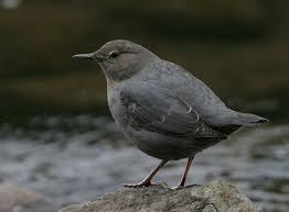Gray Bird With Black And White Head The American Dipper Also Known As A Water Ouzel Is A Stocky Dark Grey Bird With A Head Sometimes Tinged With Brown And White Feathers On With Images Bird Life List
