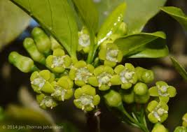 Image result for Canthium inerme