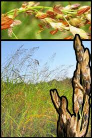 Check spelling or type a new query. Johnson Grass Crawford County Ks
