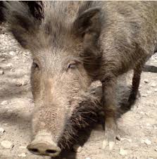 Das Hilft Gegen Wildschweine Im Garten Proplanta De